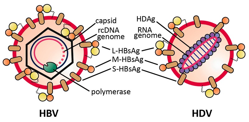 Cấu trúc virus viêm gan B và virus viêm gan D